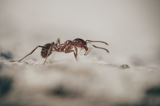 Come eliminare le formiche in casa: 10 rimedi naturali da utilizzare
